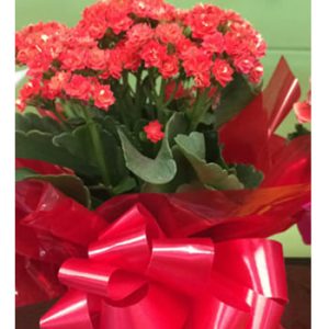 Kalanchoe