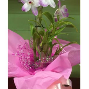 Orquídea